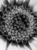 Picture of (macro) Kassandras' Flowers 10