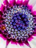 Picture of (macro) Kassandras' Flowers 10