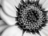 Εικόνα της (macro) Λουλούδια της Κασσάνδρας 10