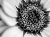 Picture of (macro) Kassandras' Flowers 10