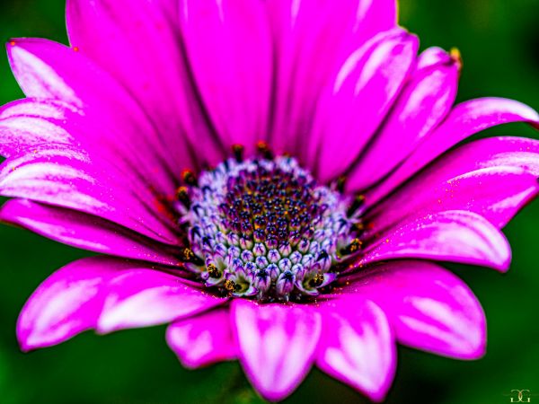 Picture of (macro) Kassandras' Flowers 11