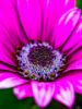Εικόνα της (macro) Λουλούδια της Κασσάνδρας 11