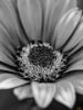 Εικόνα της (macro) Λουλούδια της Κασσάνδρας 11