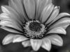 Picture of (macro) Kassandras' Flowers 11