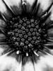Εικόνα της (macro) Λουλούδια της Κασσάνδρας 12