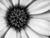 Εικόνα της (macro) Λουλούδια της Κασσάνδρας 13