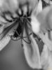 Εικόνα της (macro) Λουλούδια της Κασσάνδρας 14
