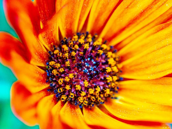 Picture of (macro) Kassandras' Flowers 15