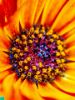 Picture of (macro) Kassandras' Flowers 15