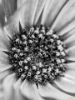 Picture of (macro) Kassandras' Flowers 15
