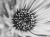 Picture of (macro) Kassandras' Flowers 15
