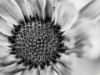 Εικόνα της (macro) Λουλούδια της Κασσάνδρας 16