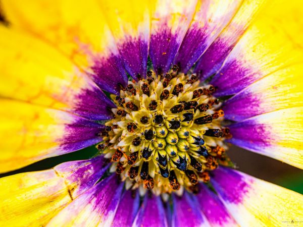 Εικόνα της (macro) Λουλούδια της Κασσάνδρας 18