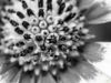 Εικόνα της (macro) Λουλούδια της Κασσάνδρας 20