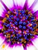 Εικόνα της (macro) Λουλούδια της Κασσάνδρας 21