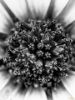 Εικόνα της (macro) Λουλούδια της Κασσάνδρας 21