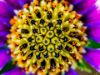 Picture of (macro) Kassandras' Flowers 22