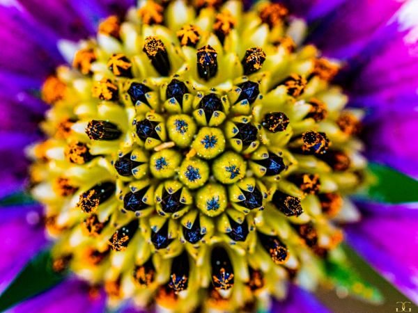 Picture of (macro) Kassandras' Flowers 22