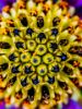 Picture of (macro) Kassandras' Flowers 22