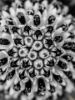 Picture of (macro) Kassandras' Flowers 22
