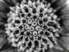 Εικόνα της (macro) Λουλούδια της Κασσάνδρας 22