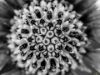 Picture of (macro) Kassandras' Flowers 22