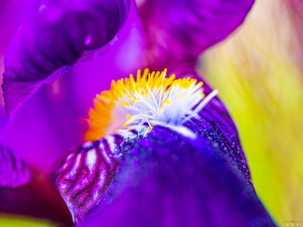 Εικόνα της (macro) Λουλούδια της Κασσάνδρας 24