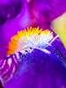 Εικόνα της (macro) Λουλούδια της Κασσάνδρας 24