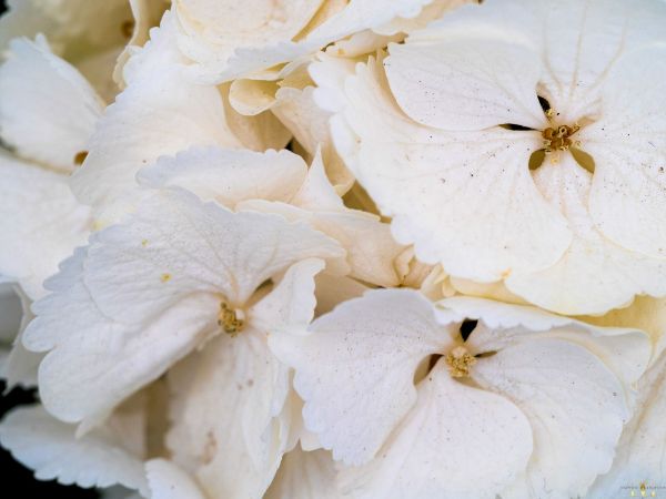 Εικόνα της (macro) Λουλούδια της Κασσάνδρας 25