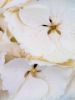 Εικόνα της (macro) Λουλούδια της Κασσάνδρας 25