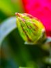 Εικόνα της (macro) Λουλούδια της Κασσάνδρας 26