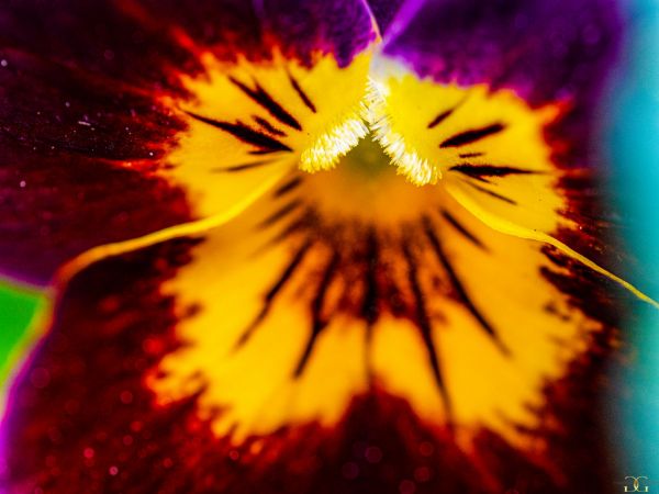 Picture of (macro) Kassandras' Flowers 27