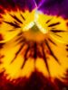 Εικόνα της (macro) Λουλούδια της Κασσάνδρας 27