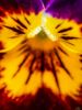 Picture of (macro) Kassandras' Flowers 27