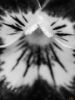 Picture of (macro) Kassandras' Flowers 27