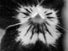 Picture of (macro) Kassandras' Flowers 27