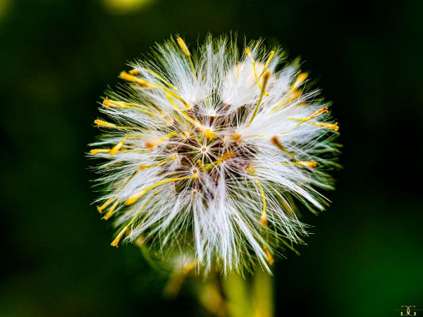 Εικόνα της (macro) Λουλούδια της Κασσάνδρας 28