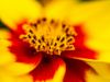 Εικόνα της (macro) Λουλούδια της Κασσάνδρας 29