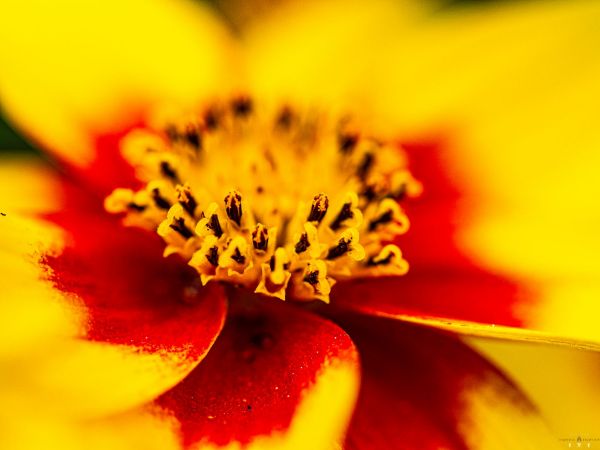 Picture of (macro) Kassandras' Flowers 29