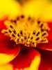 Εικόνα της (macro) Λουλούδια της Κασσάνδρας 29