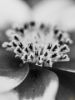 Picture of (macro) Kassandras' Flowers 29