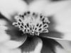 Picture of (macro) Kassandras' Flowers 29