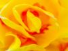 Εικόνα της (macro) Λουλούδια της Κασσάνδρας 30
