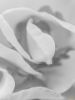Εικόνα της (macro) Λουλούδια της Κασσάνδρας 30